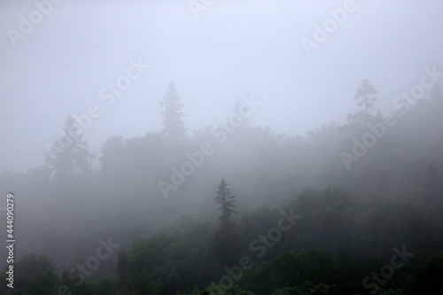 paysage d une for  t dans le brouillard