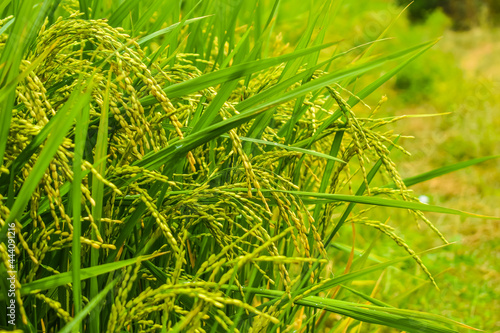 green grass in the morning