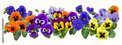 Colorful pansies isolated on a white background photo