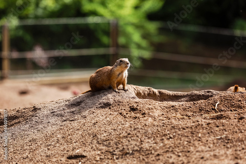 one sitting natural marmot, meerkat look out of the burrow. Curious european suslik posing to photographer. little sousliks observing. photo