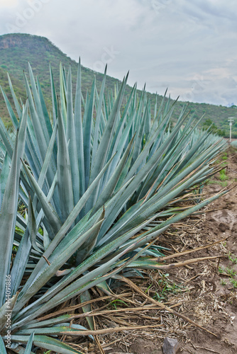 Plantaci  n de agave azul en el campo para hacer tequila concepto industria tequilera