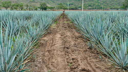 Plantación de agave azul en el campo para hacer tequila concepto industria tequilera