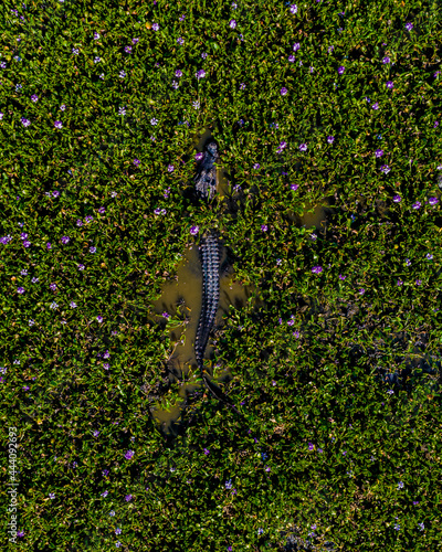 A Aerial view of a Alligator in lilies photo