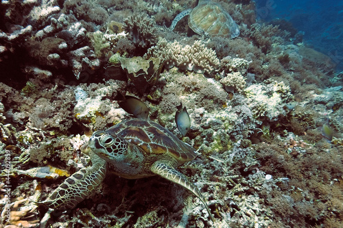 A turtle in the sea