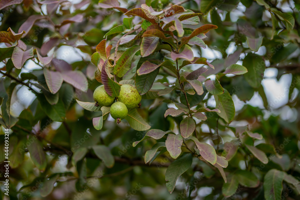Guava fruit tree in an organic tropical garden, Fresh and Healthy guava raw fruit in the guava farm. Guava fruit tree in an organic tropical garden, Fresh and Healthy guava raw fruit in the guava farm.