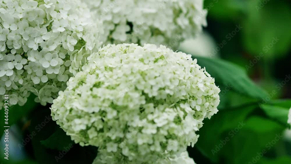 White gorgeous flower hats. Hydrangea arborescens in a street flower bed, commonly known as smooth hydrangea, wild hydrangea, sevenbark, or in some cases, sheep flower. Attractive native shrub White gorgeous flower hats. Hydrangea arborescens in a street flower bed, commonly known as smooth hydrangea, wild hydrangea, sevenbark, or in some cases, sheep flower. Attractive native shrub