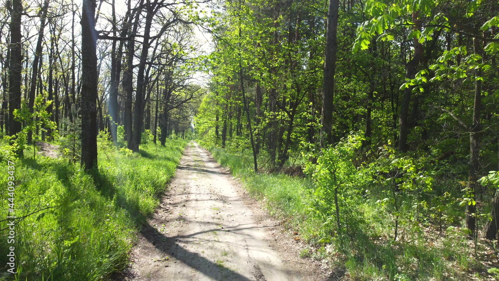 Green bright forest. Trees, bushes, branches with green leaves and green grass Green bright forest. Trees, bushes, branches with green leaves and green grass
