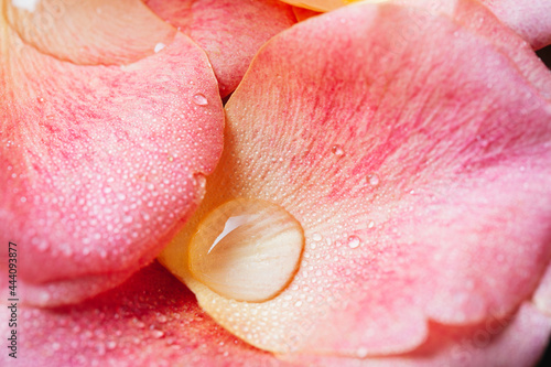 Pink rose petals with water droplets