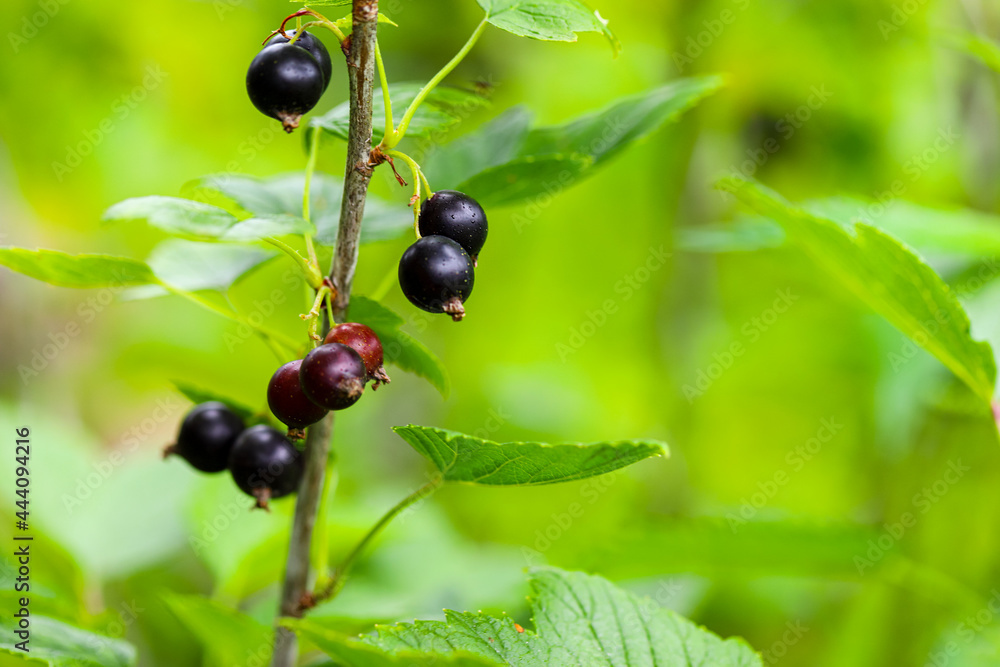 Close up of ripe black currant berries in the garden on a green background. Blurred focus, shallow depth of field. Lots of space for text. Agriculture. Close up of ripe black currant berries in the garden on a green background. Blurred focus, shallow depth of field. Lots of space for text. Agriculture.