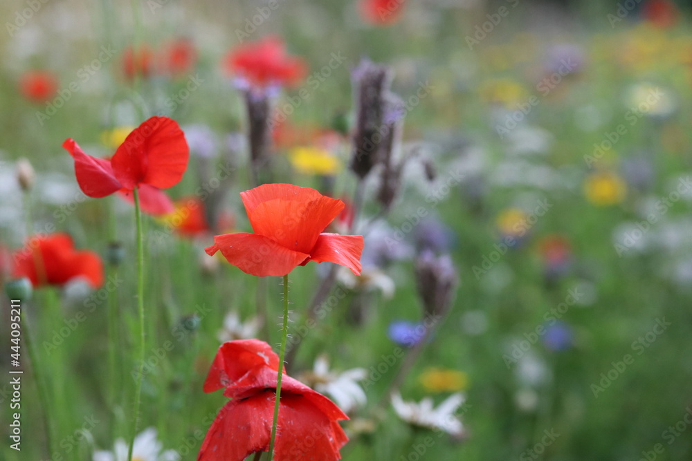 Fototapeta premium a red poppy in a field margin in the dutch countryside in summer closeup
