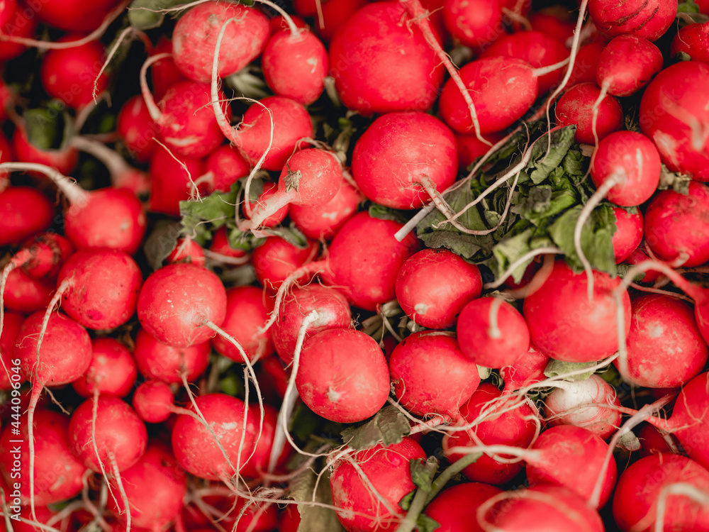 A big pile of Radishes A big pile of Radishes