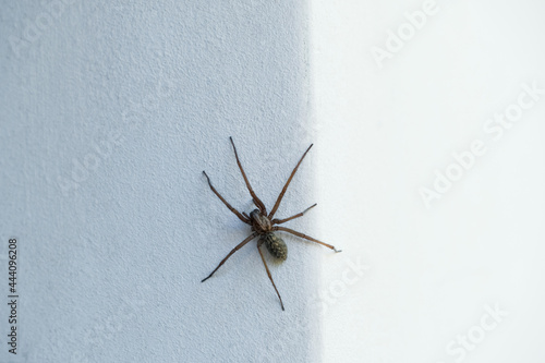 The spider sits on the dark side of the wall and waits for its prey.