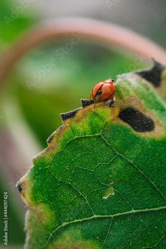 Pumpkin beentle Cucurbit Leaf Beetle photo