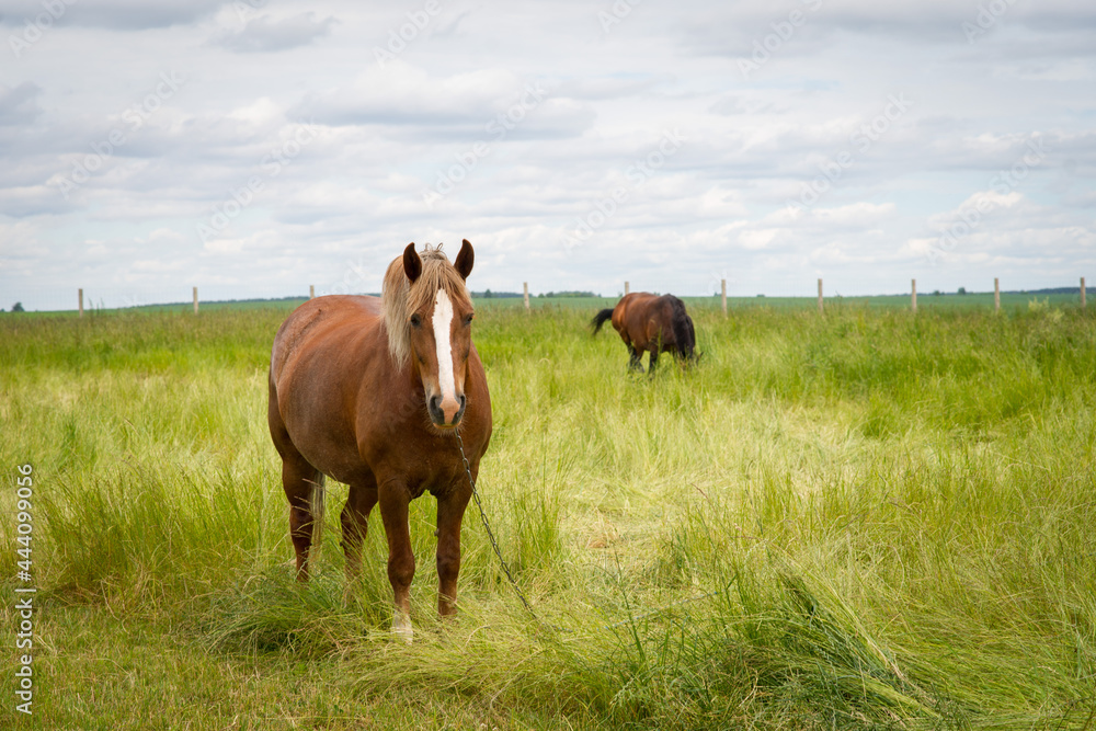 Horses on the meadow of wheat and flowers Horses on the meadow of wheat and flowers