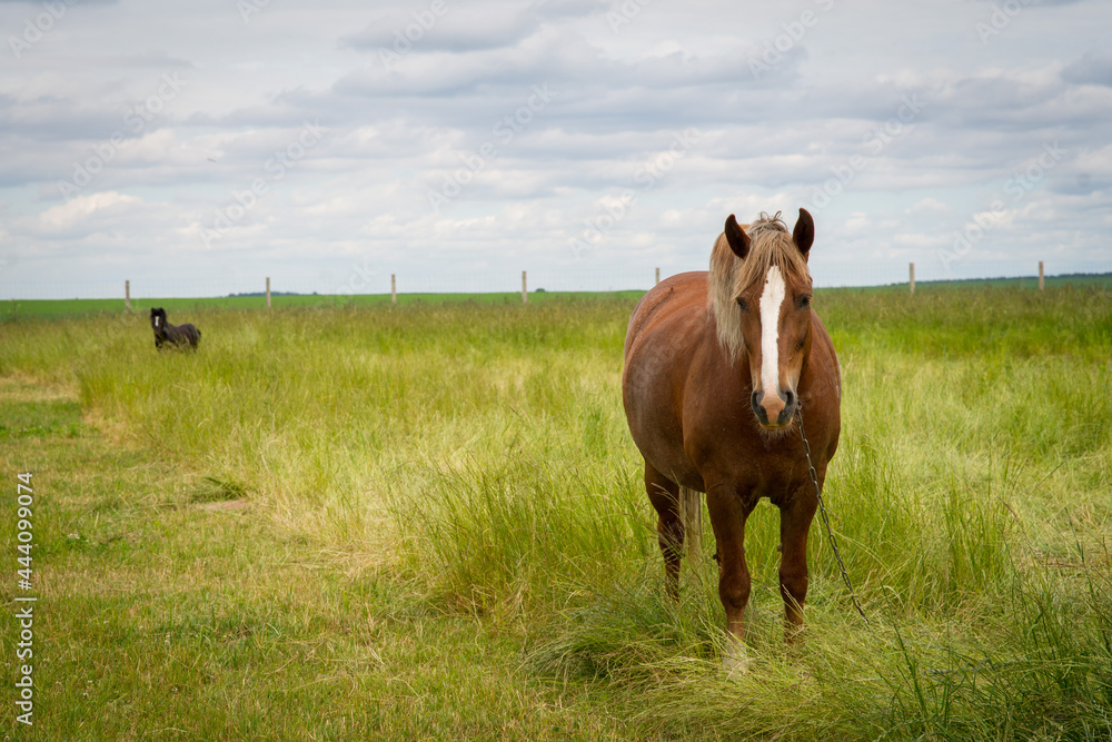 Horses on the meadow of wheat and flowers Horses on the meadow of wheat and flowers