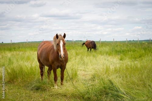 Horses on the meadow of wheat and flowers