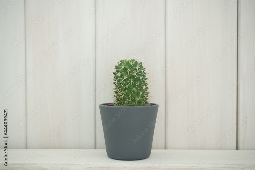 small cactus on a white background small cactus on a white background
