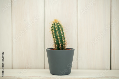 small cactus on a white background