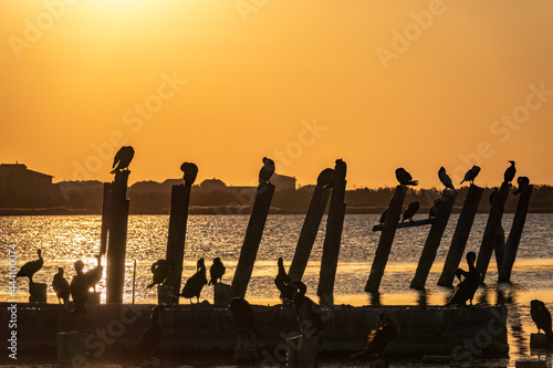 Beautiful red and orange sunset over the sea. The sun goes down over the sea. A flock of cormorants sits on a old sea pier in orange sunset light