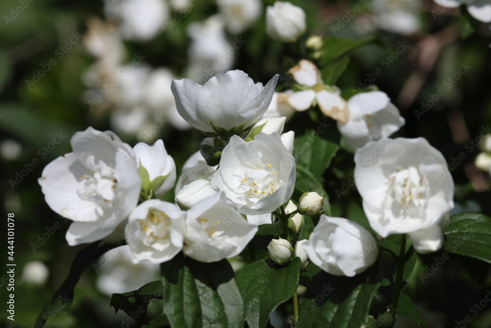 Blume / Flower / Flos Blume / Flower / Flos