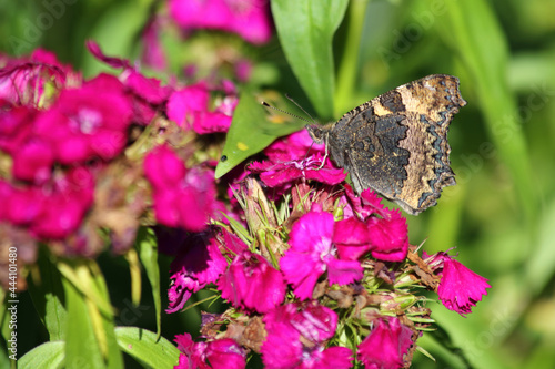 Großer Fuchs / Large tortoiseshell / Nymphalis polychloros photo