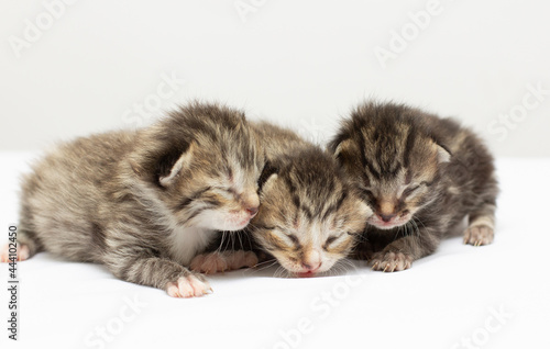 Three newborn grey kittens on white background