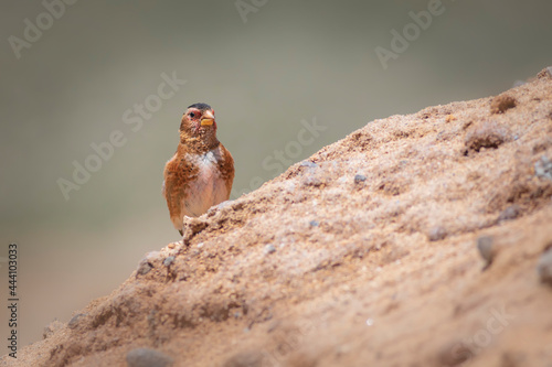 Eurasian Crimson winged Finch. Rhodopechys sanguineus. Nature background. photo