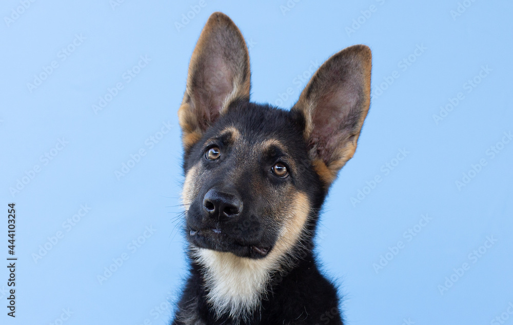 Funny German shepherd puppy with long ears and head tilted on blue backgorund