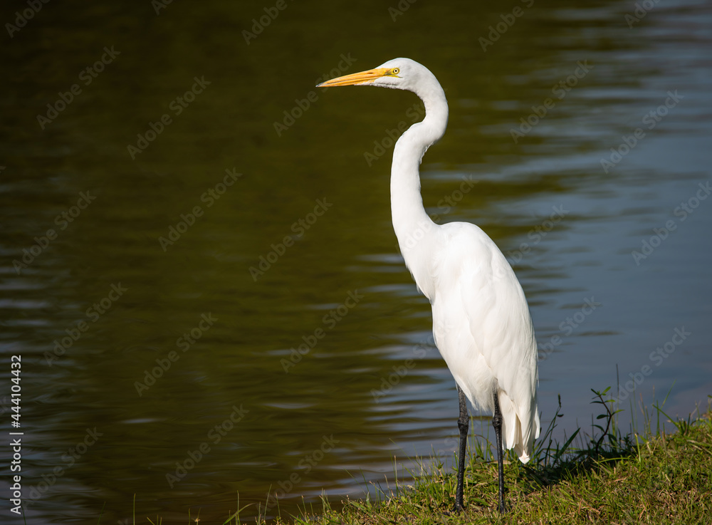 Great Egret Great Egret