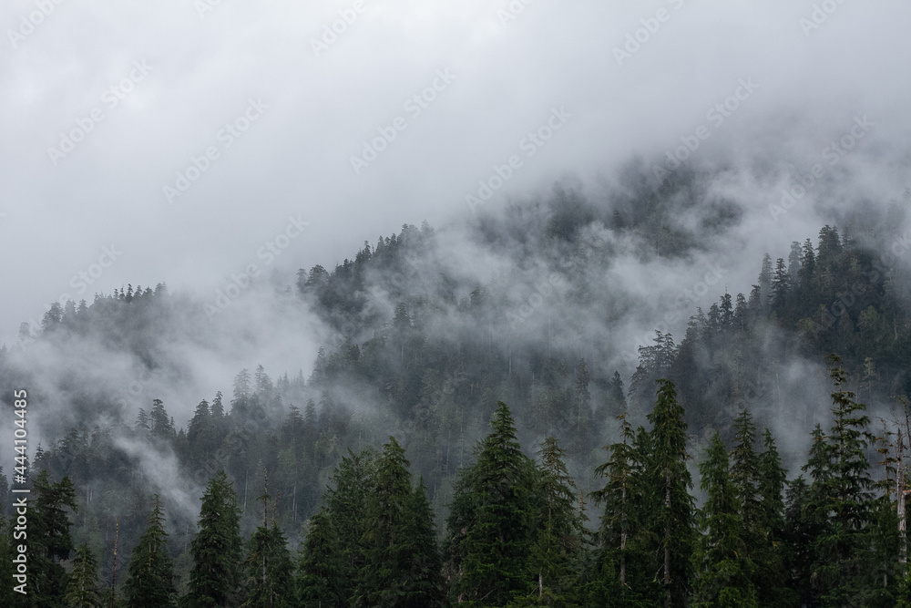 fog in the mountains fog in the mountains