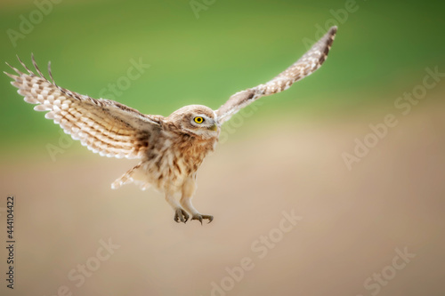 Flying owl. Little owl. Nature background. Athene noctua.  