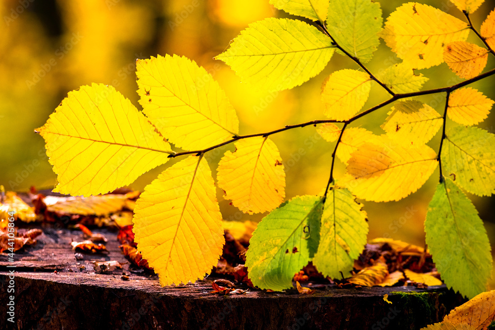 Tree branch with colorful autumn leaves in the forest in sunny weather Tree branch with colorful autumn leaves in the forest in sunny weather