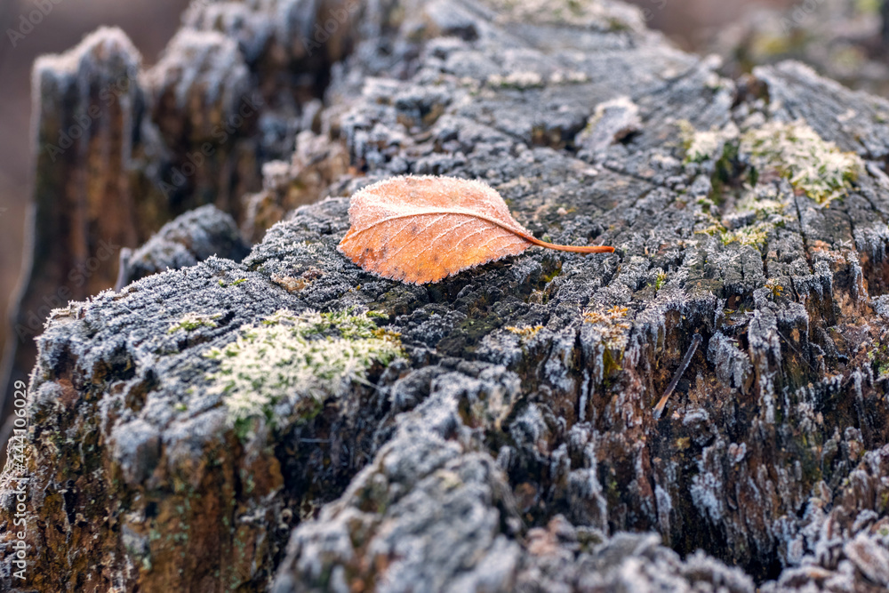Frost-covered withered leaf on an old stump in the winter garden Frost-covered withered leaf on an old stump in the winter garden