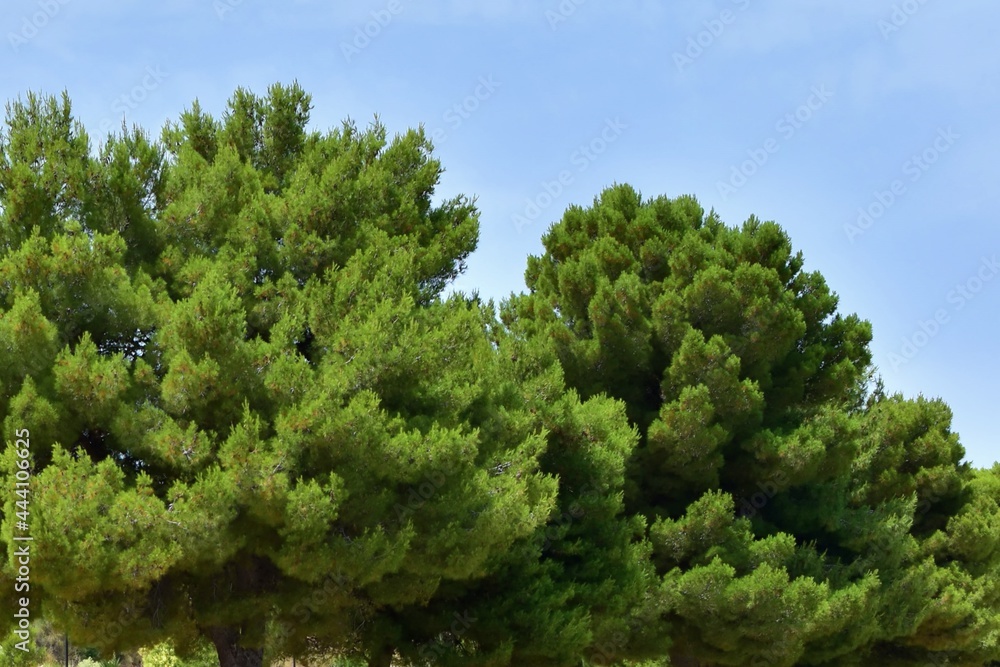 Bright green mediterranean pine on blue sky background Bright green mediterranean pine on blue sky background