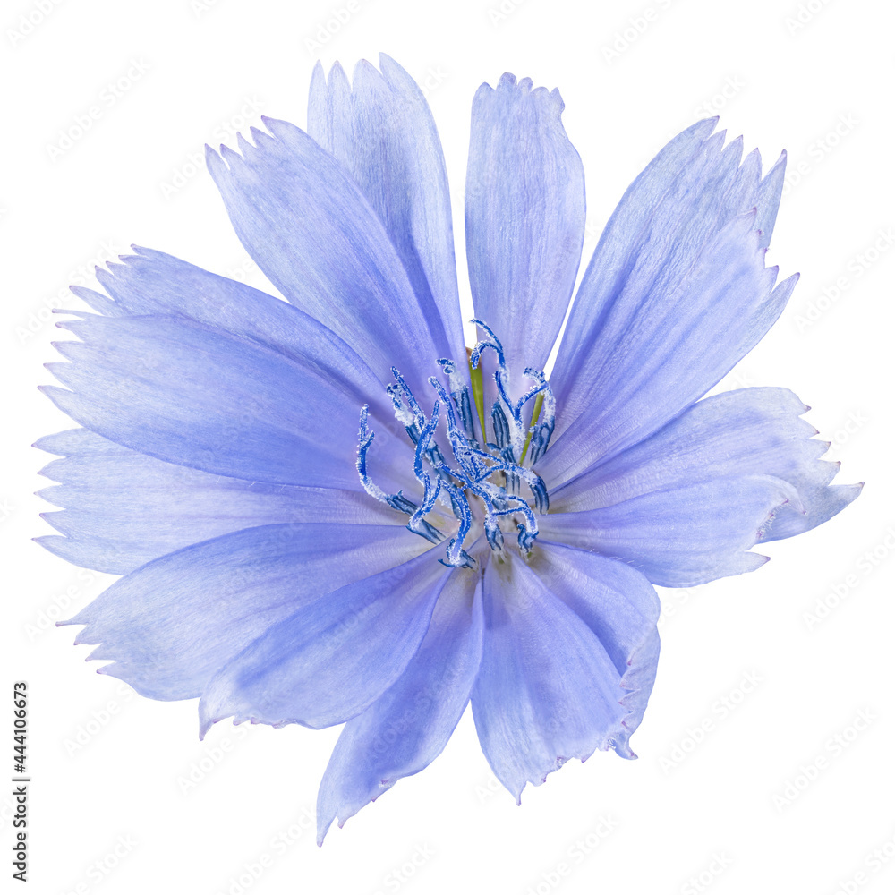 Сhicory flower isolated on white background. Clipping path