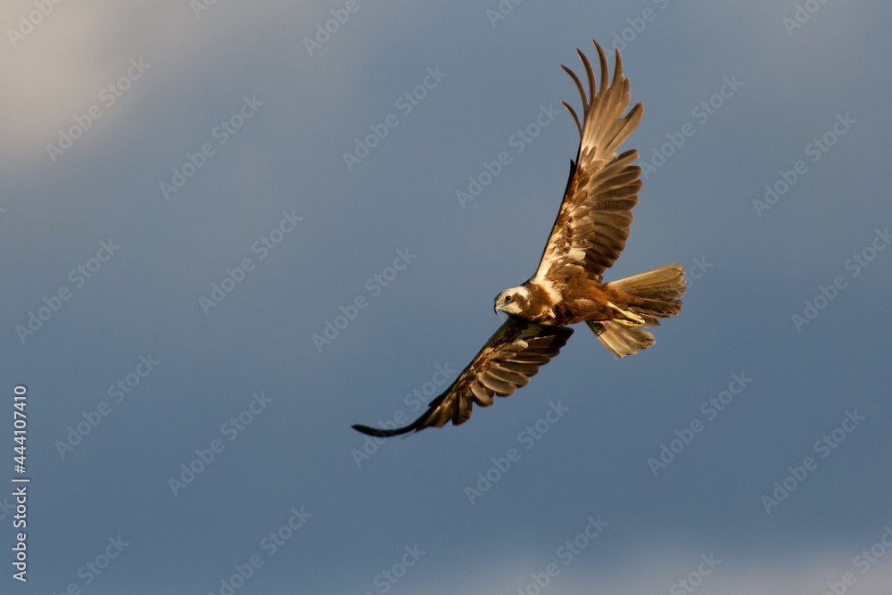Obraz premium Western marsh harrier on the west coast in Sweden