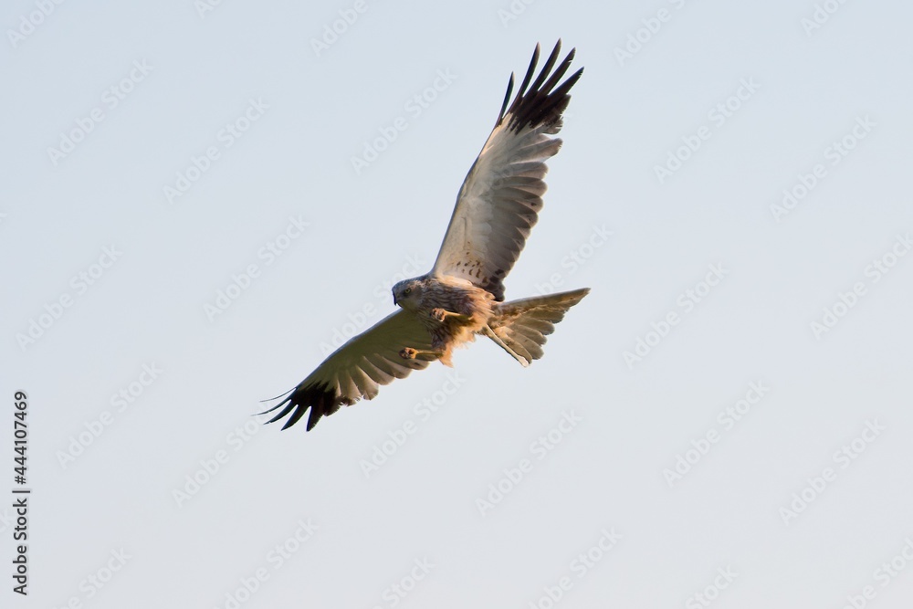 Western marsh harrier on the west coast in Sweden Western marsh harrier on the west coast in Sweden