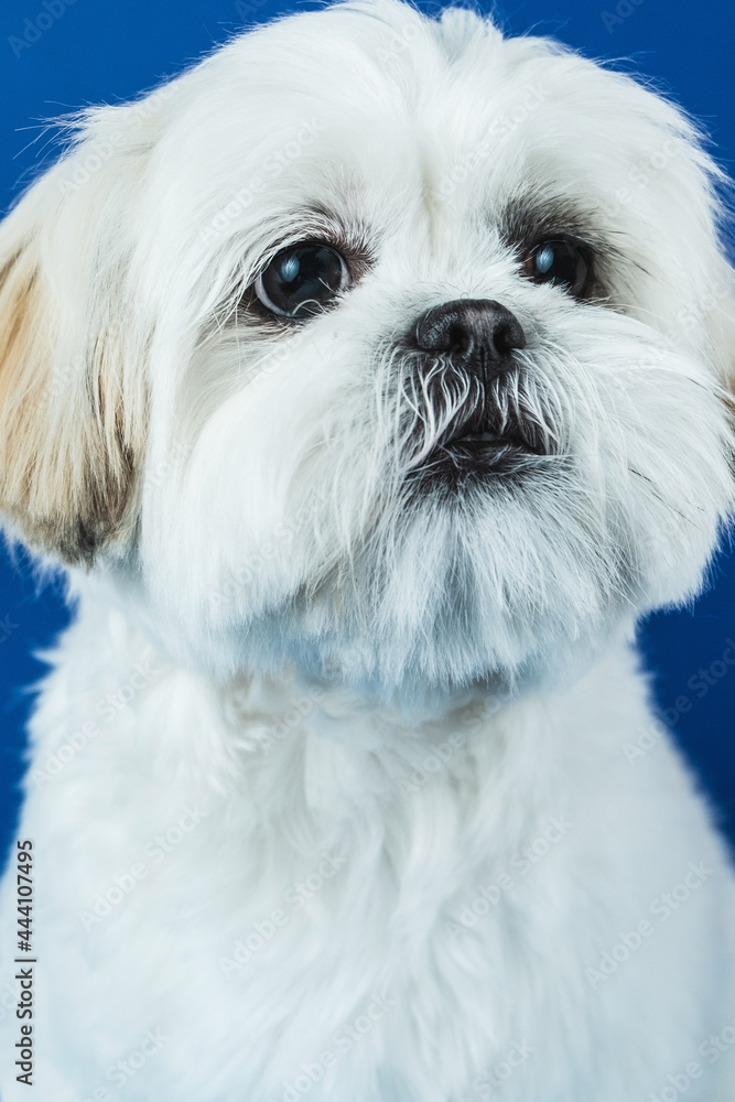 Shih Tzu Puppy Portrait