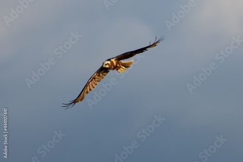 Western marsh harrier on the west coast in Sweden