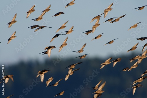 Common starling flock in Sweden