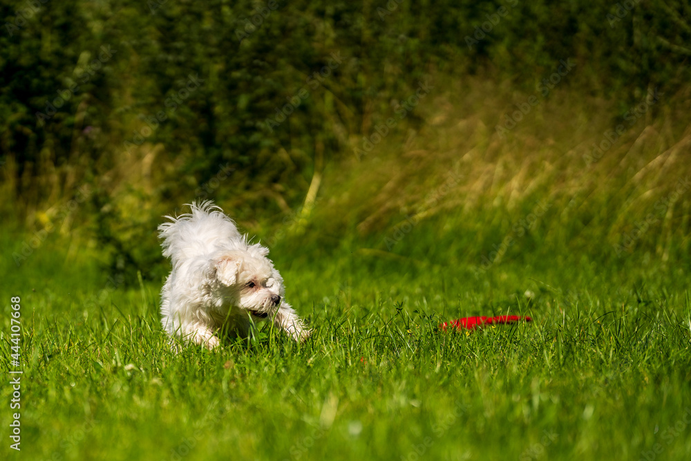 Small mini maltese dog on the meadow Small mini maltese dog on the meadow
