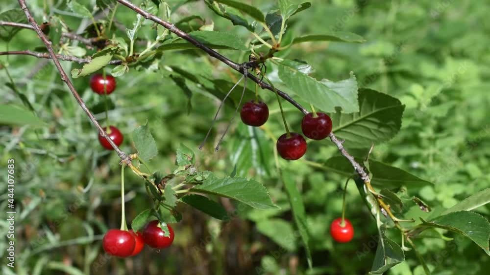 A branch with red cherries swinging on the wind A branch with red cherries swinging on the wind