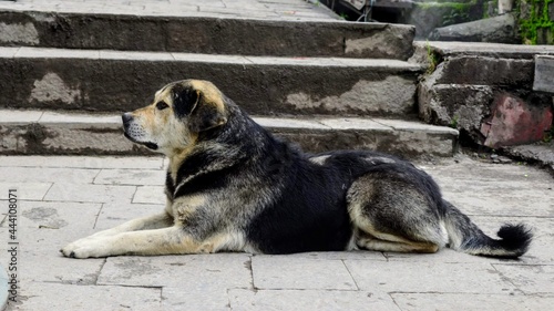 Dog on the way