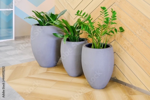 Outdoor flower pots with decorative deciduous indoor flowers in the interior. The concept of interior design. High quality photo