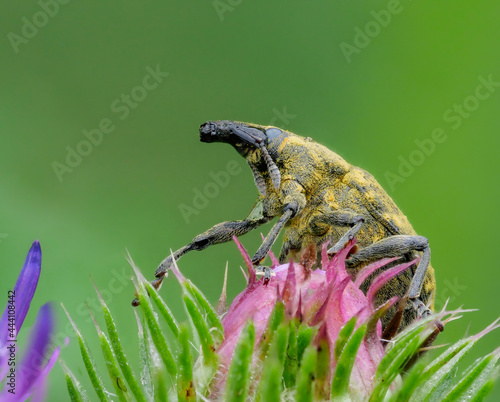 Kratzdistelrüssler (Larinus turbinatus) an einer Distel  photo