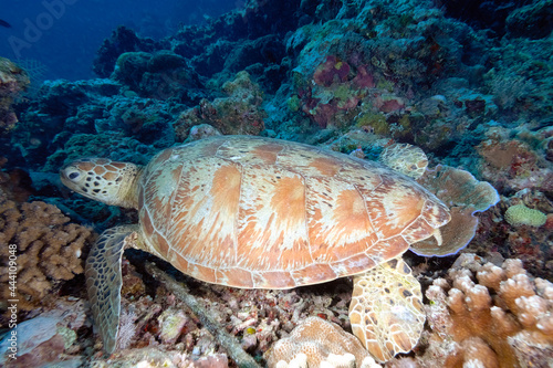 A turtle in the sea