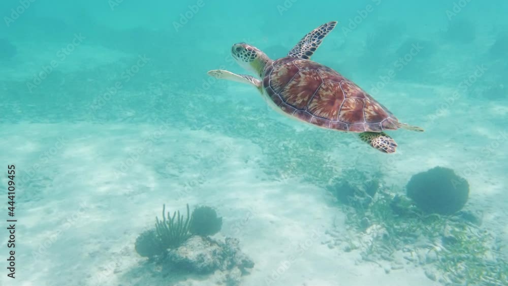 turtle swimming in the sea turtle swimming in the sea