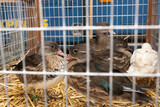 Ducks on the animal market in Mol, Belgium.