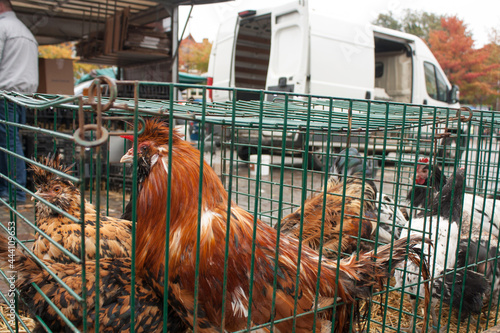 Rooster on the animal market in Mol, Belgium. photo