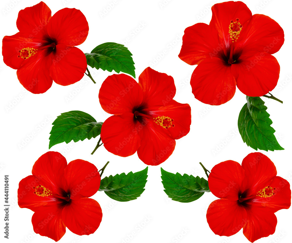 hibiscus flower pattern hibiscus flower pattern
